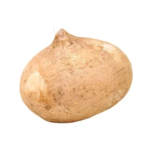 Jicama