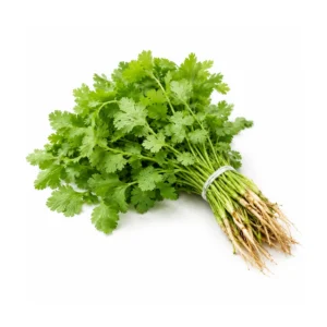 Cilantro